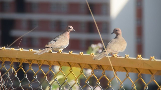 Laughing Dove - ML649125587