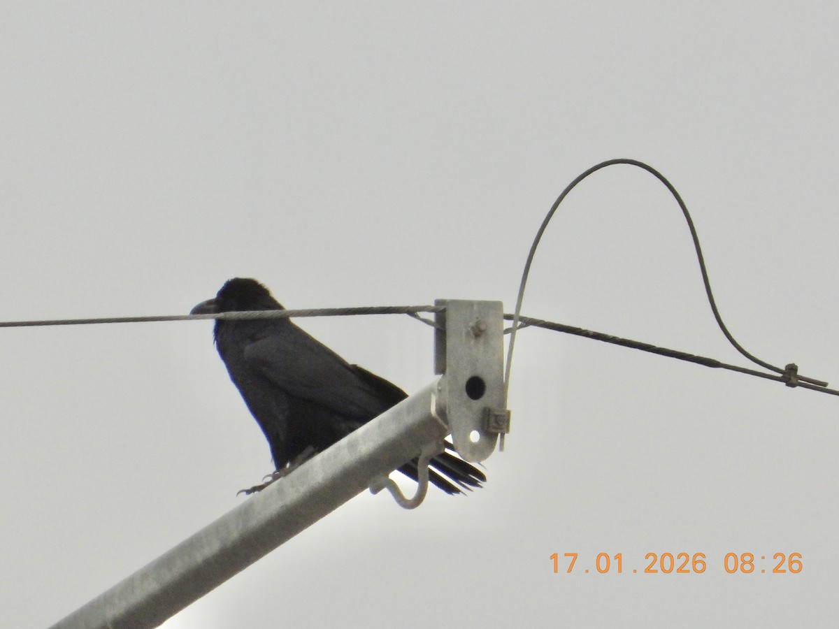 Common Raven - ML649125592