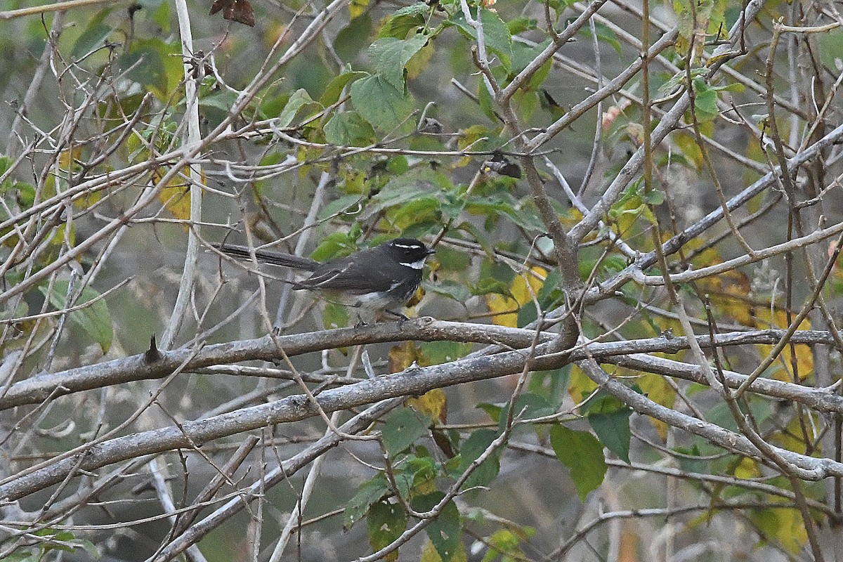Spot-breasted Fantail - ML649125632