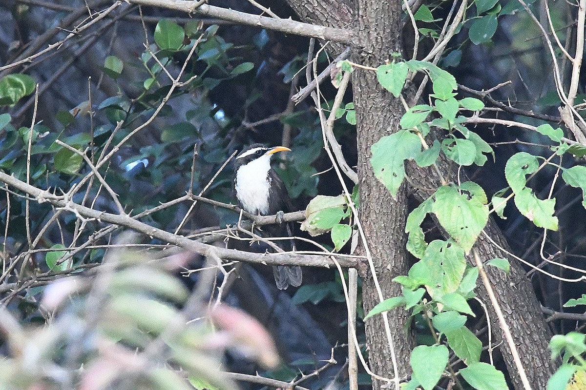 Indian Scimitar-Babbler - ML649125648