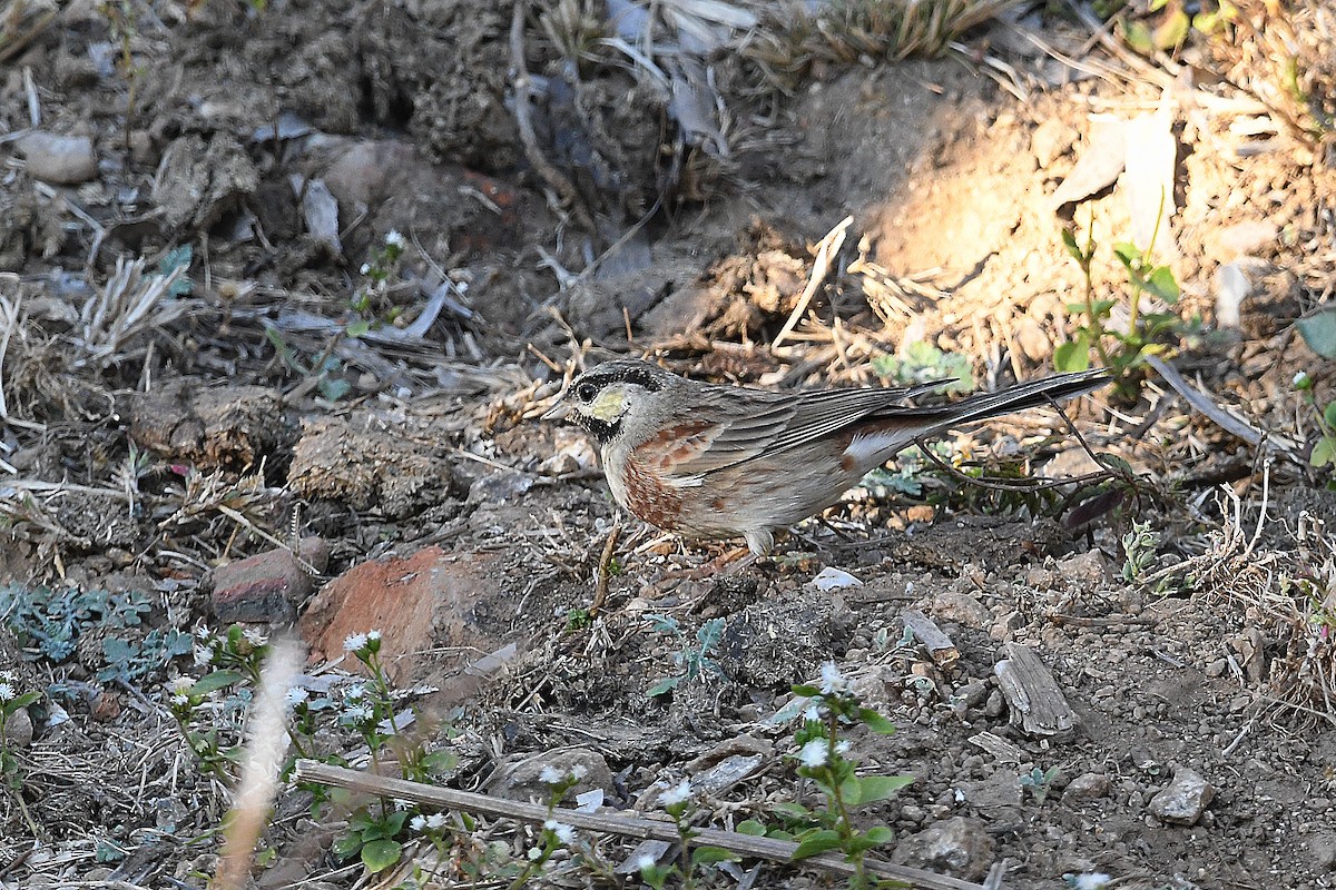 White-capped Bunting - ML649125652