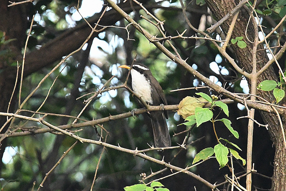 Indian Scimitar-Babbler - ML649125735