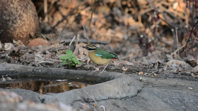 Indian Pitta - ML649125786