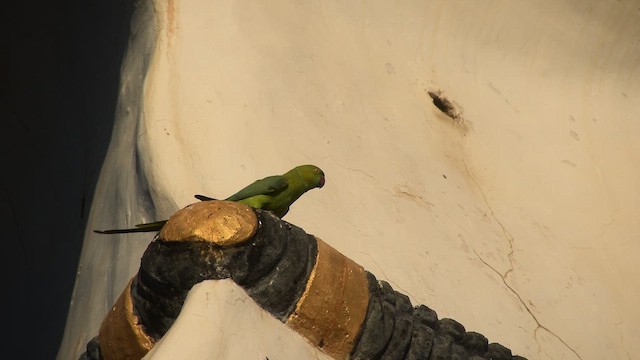 Rose-ringed Parakeet - ML649125810