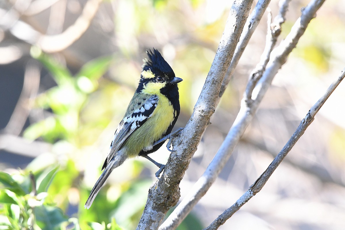 Indian Yellow Tit - ML649125816