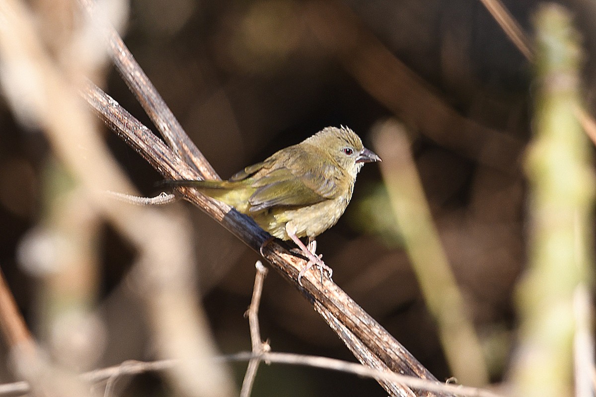 Green Avadavat - ML649125824