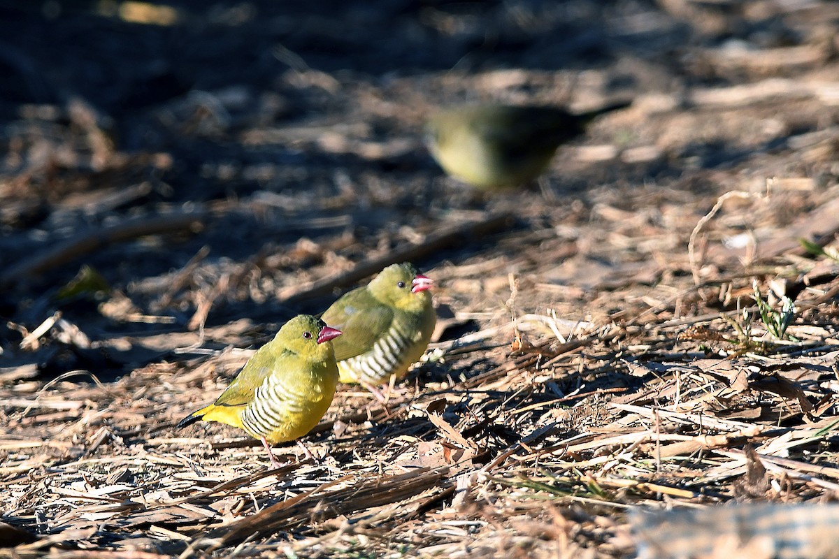 Green Avadavat - ML649125826