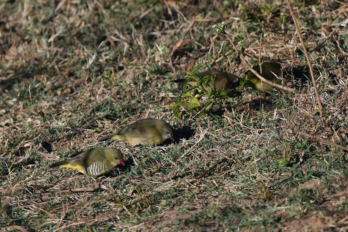 Green Avadavat - ML649125827