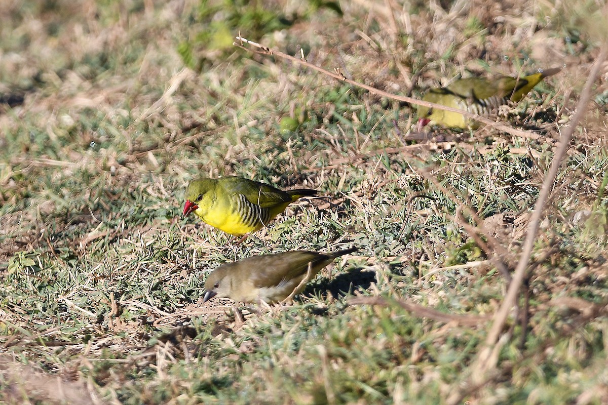 Green Avadavat - ML649125828