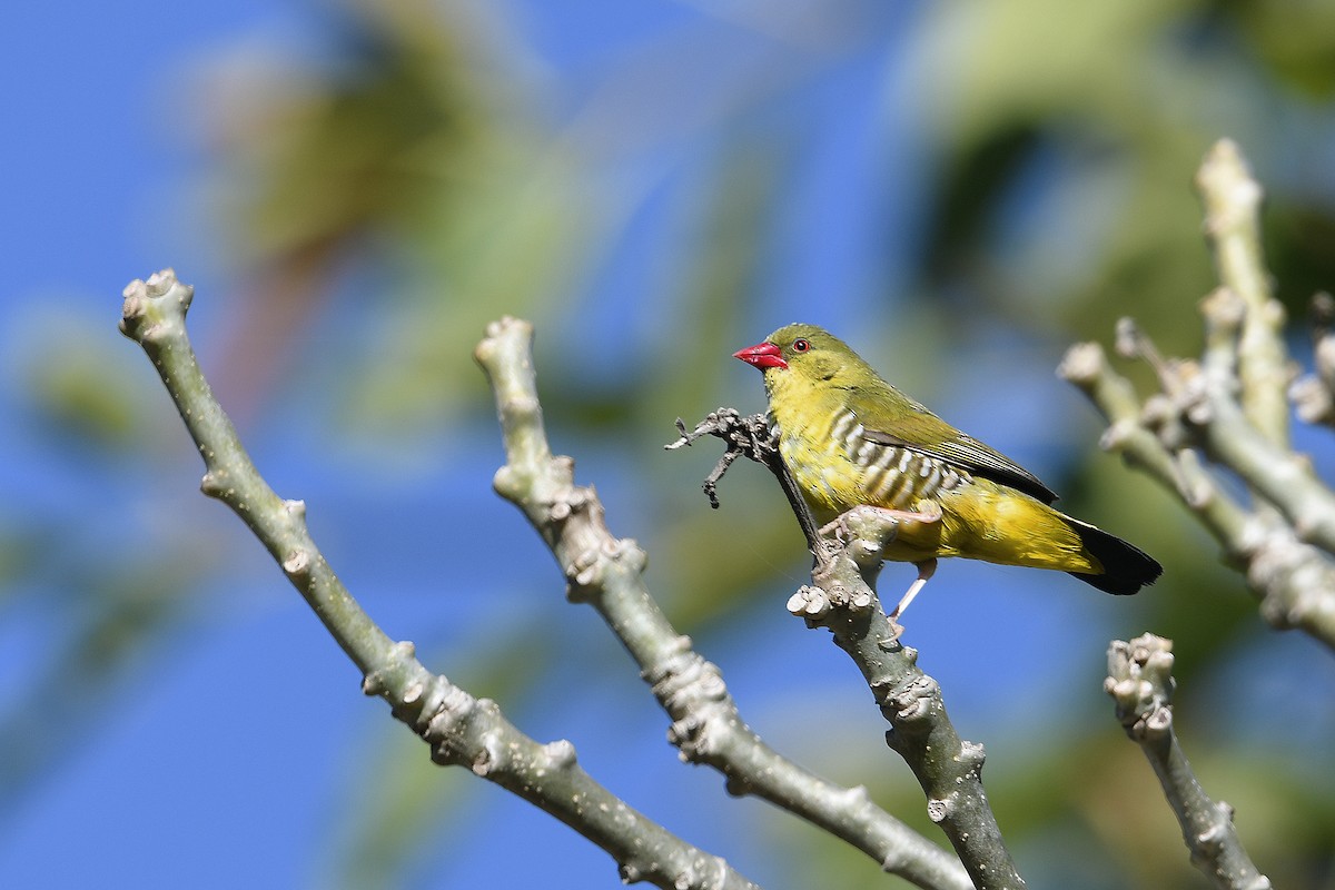 Green Avadavat - ML649125829