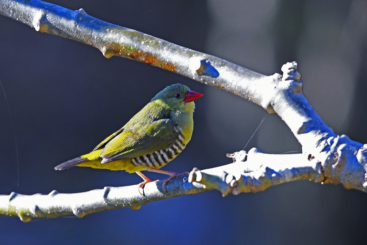 Green Avadavat - ML649125830