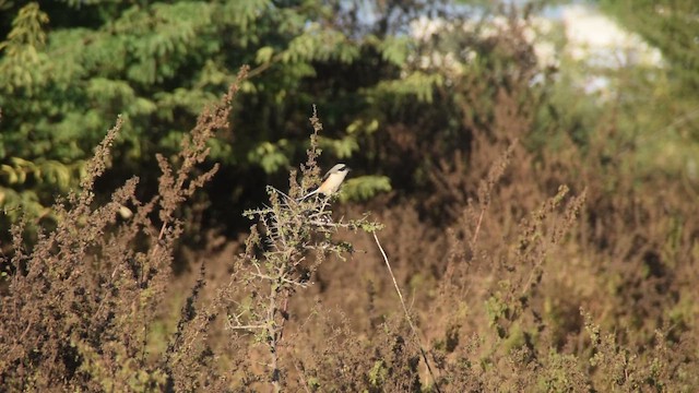 Bay-backed Shrike - ML649125874