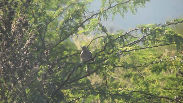 Large Gray Babbler - ML649126068