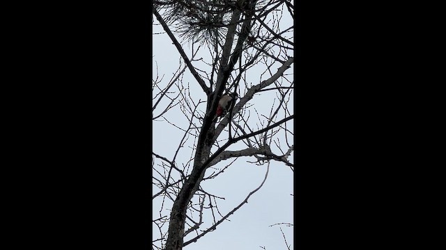 Great Spotted Woodpecker - ML649126312