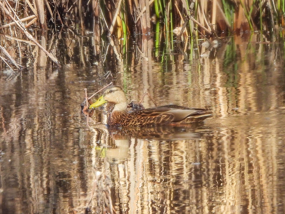 Mexikoente - ML649126316