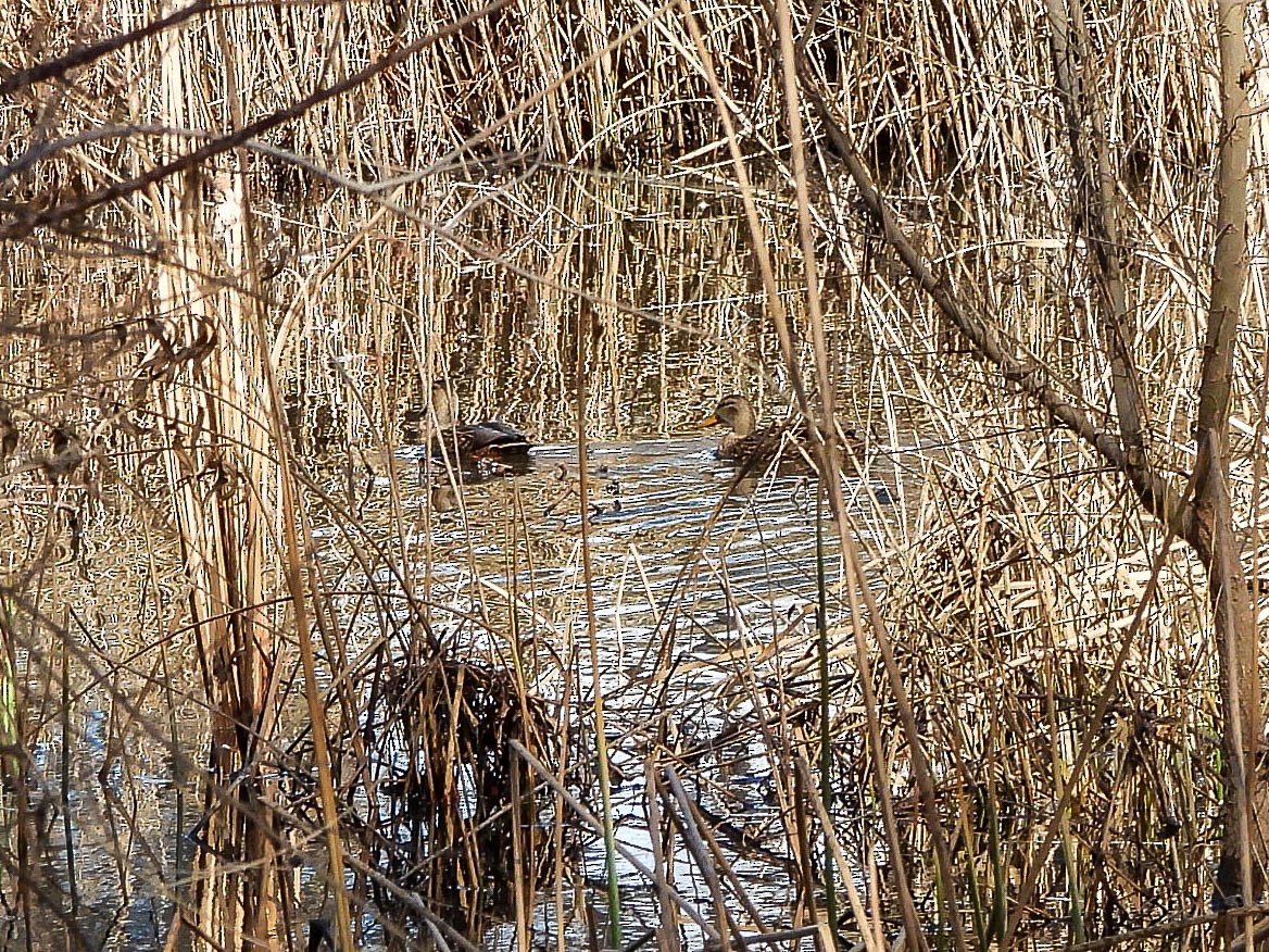 Mexikoente - ML649126317