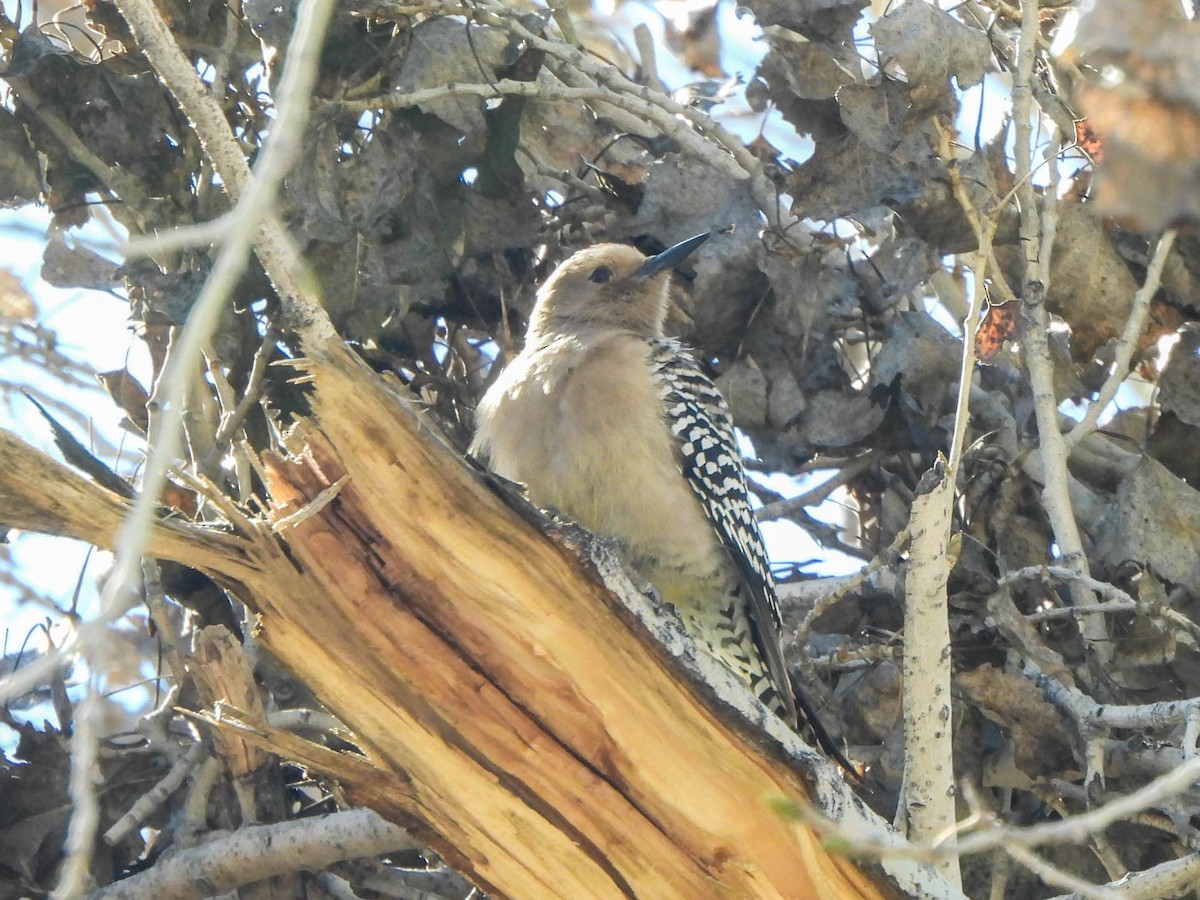 Gilaspecht - ML649126358