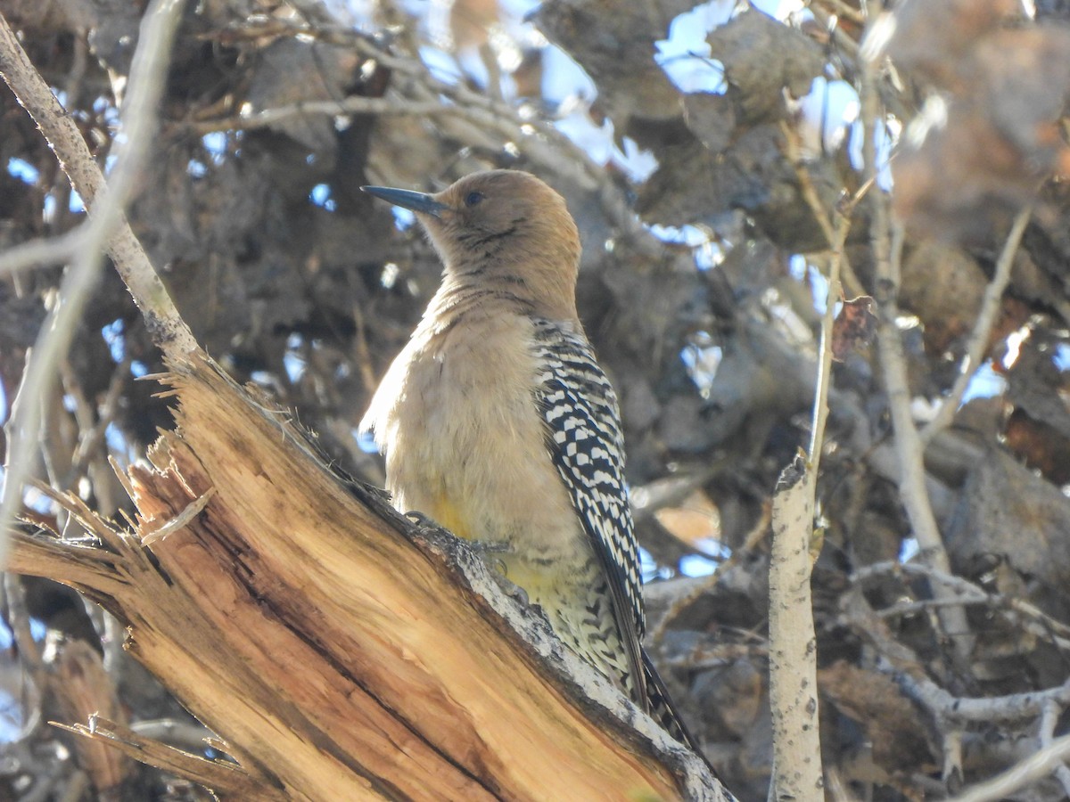 Gilaspecht - ML649126359