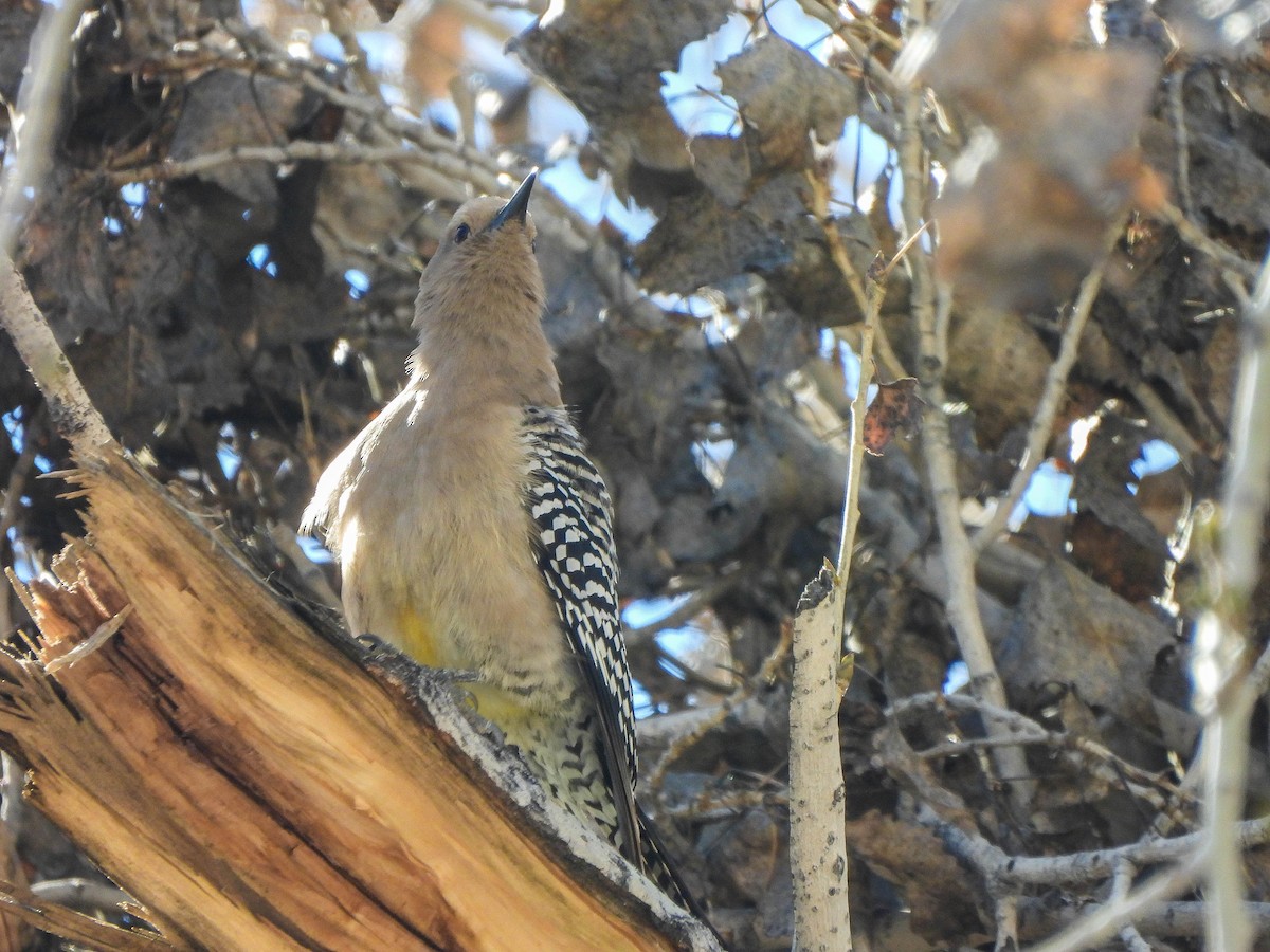 Gilaspecht - ML649126360