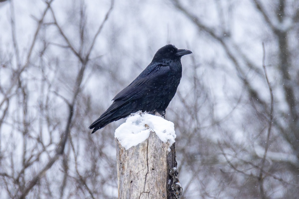 Common Raven - ML649126370