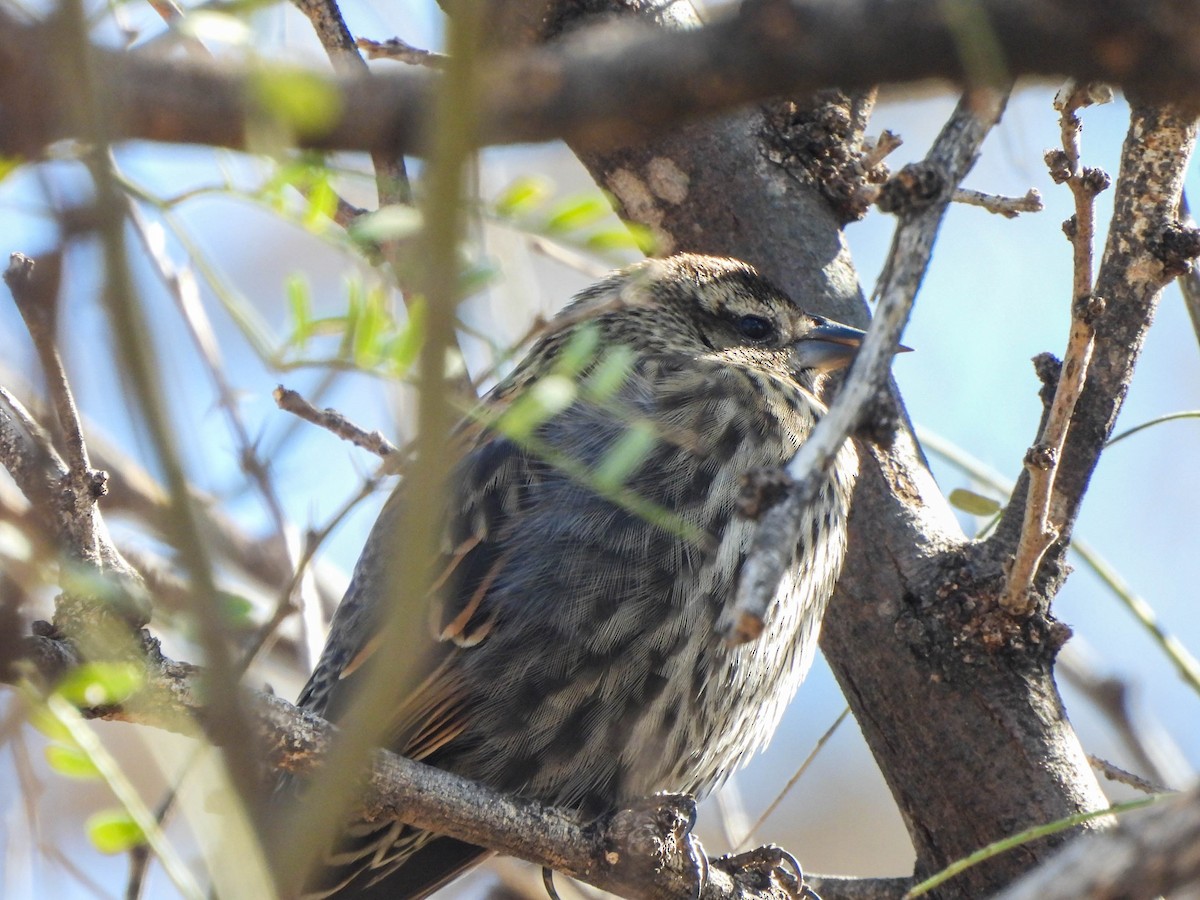 Rotflügelstärling - ML649126372