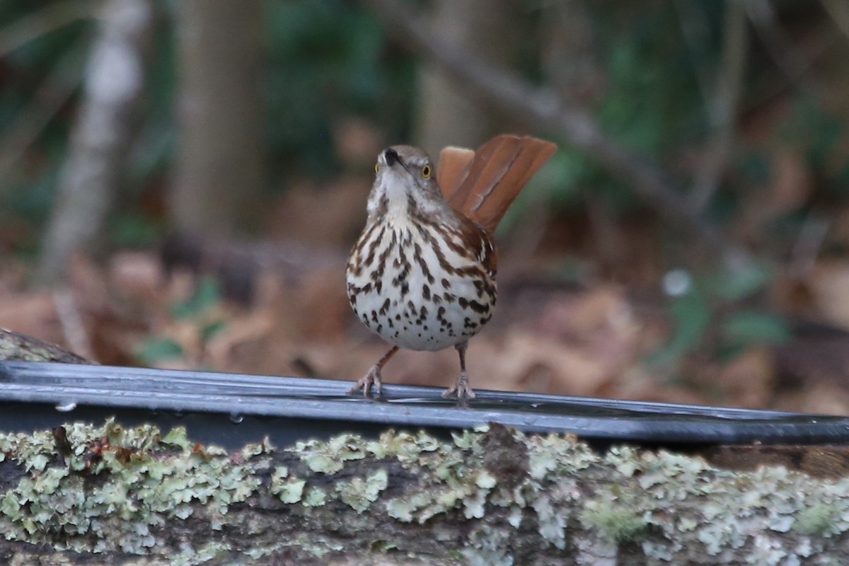 Moqueur roux - ML649126375