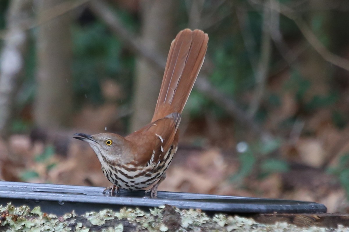 Moqueur roux - ML649126376