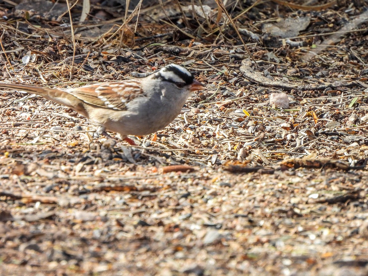 Dachsammer - ML649126387