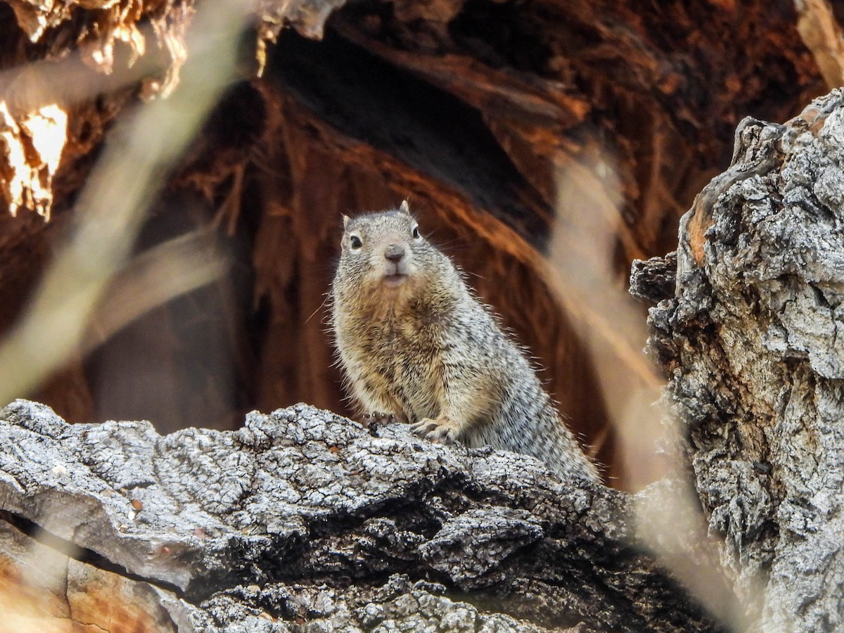 Arizona Rock Squirrel - ML649126407