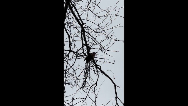 Lesser Spotted Woodpecker - ML649126463