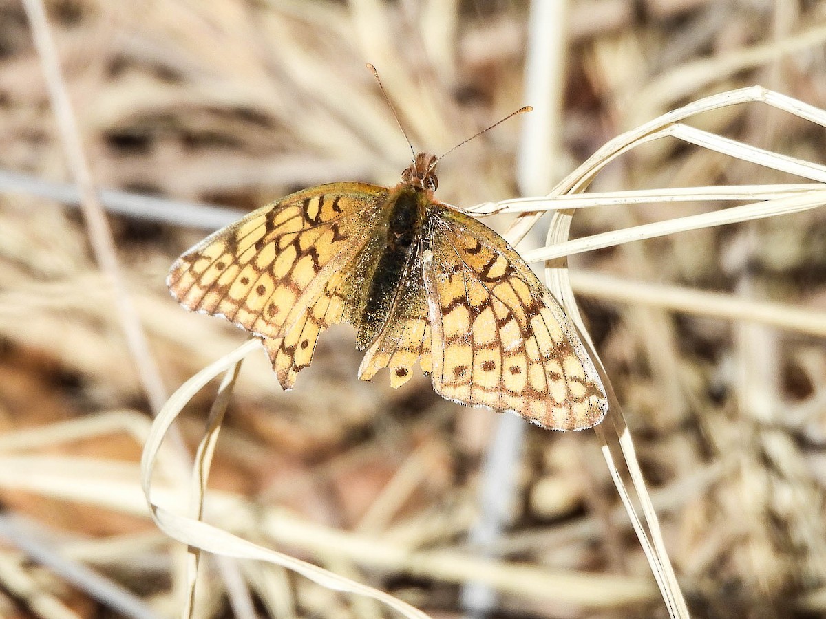 Variegated Fritillary - ML649126476
