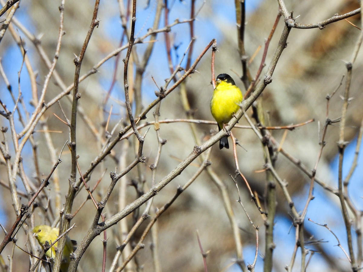 Mexikozeisig - ML649126522