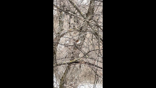 Redwing - ML649126872