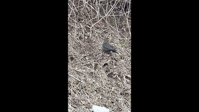 Eurasian Blackbird - ML649126903