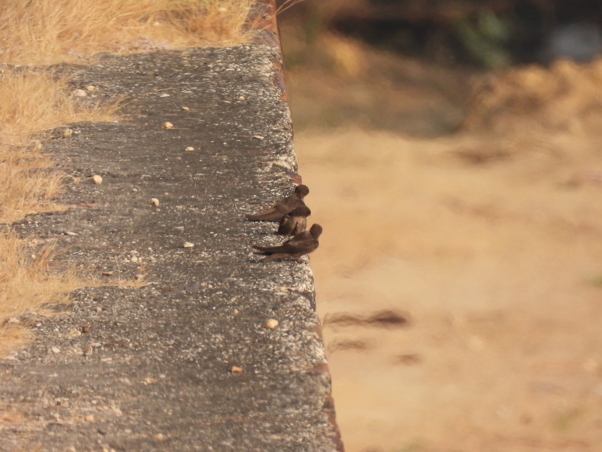 Dusky Crag-Martin - ML649126962