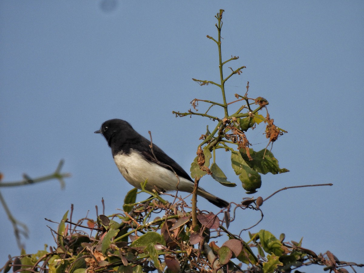 Variable Wheatear - ML649127153