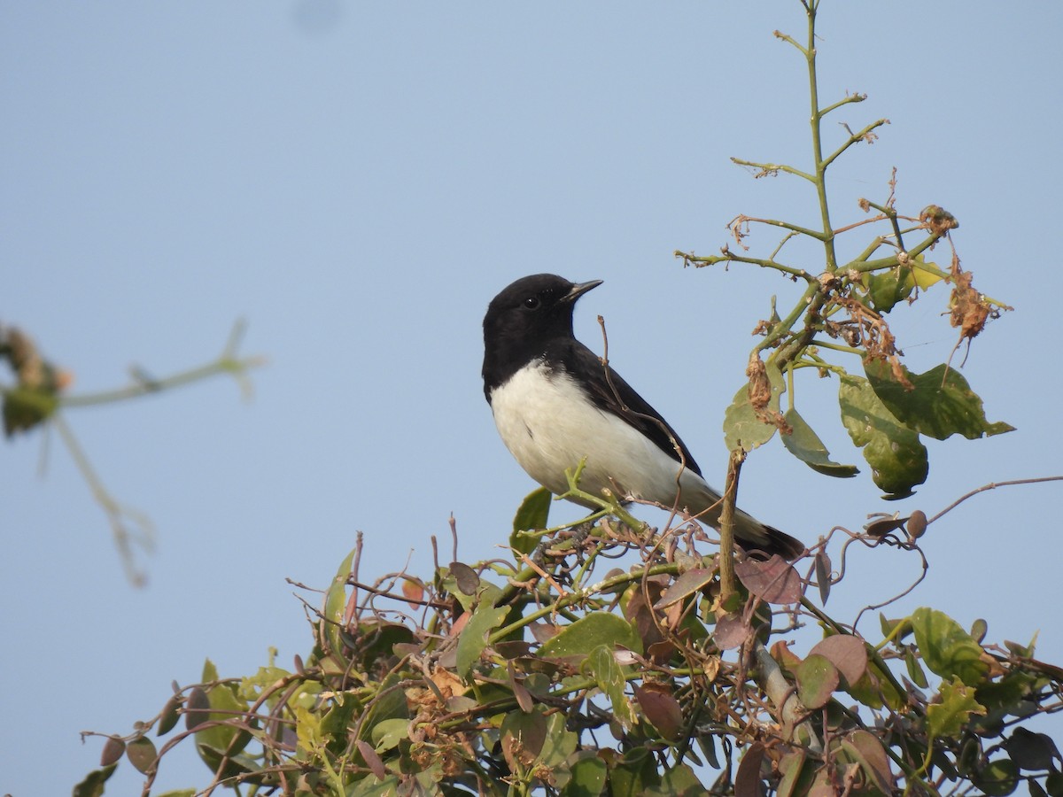 Variable Wheatear - ML649127199