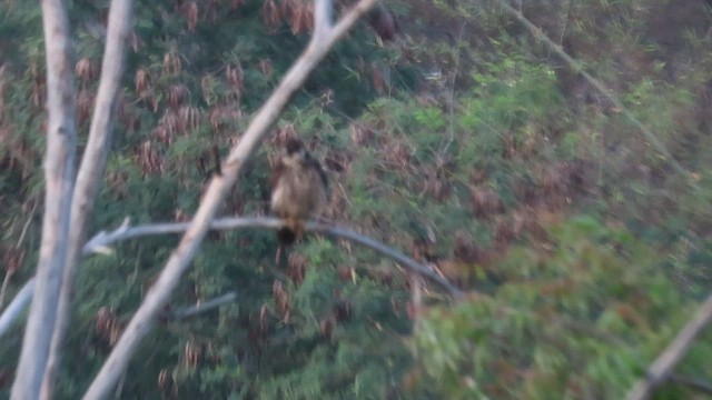 Eurasian Hobby - ML649127203