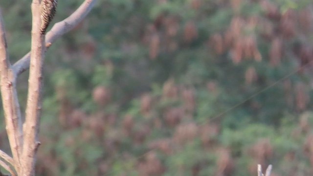 Yellow-crowned Woodpecker - ML649127214