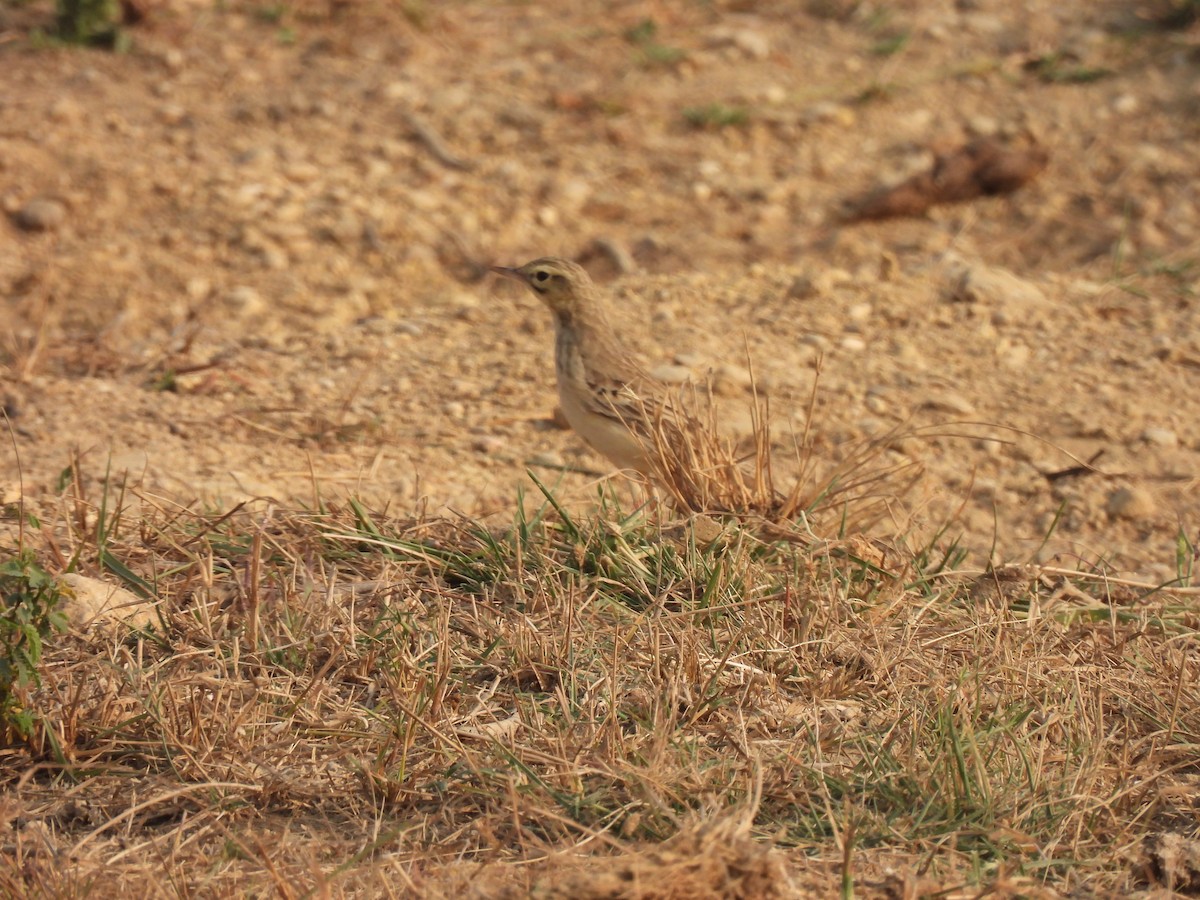 Paddyfield Pipit - ML649127314
