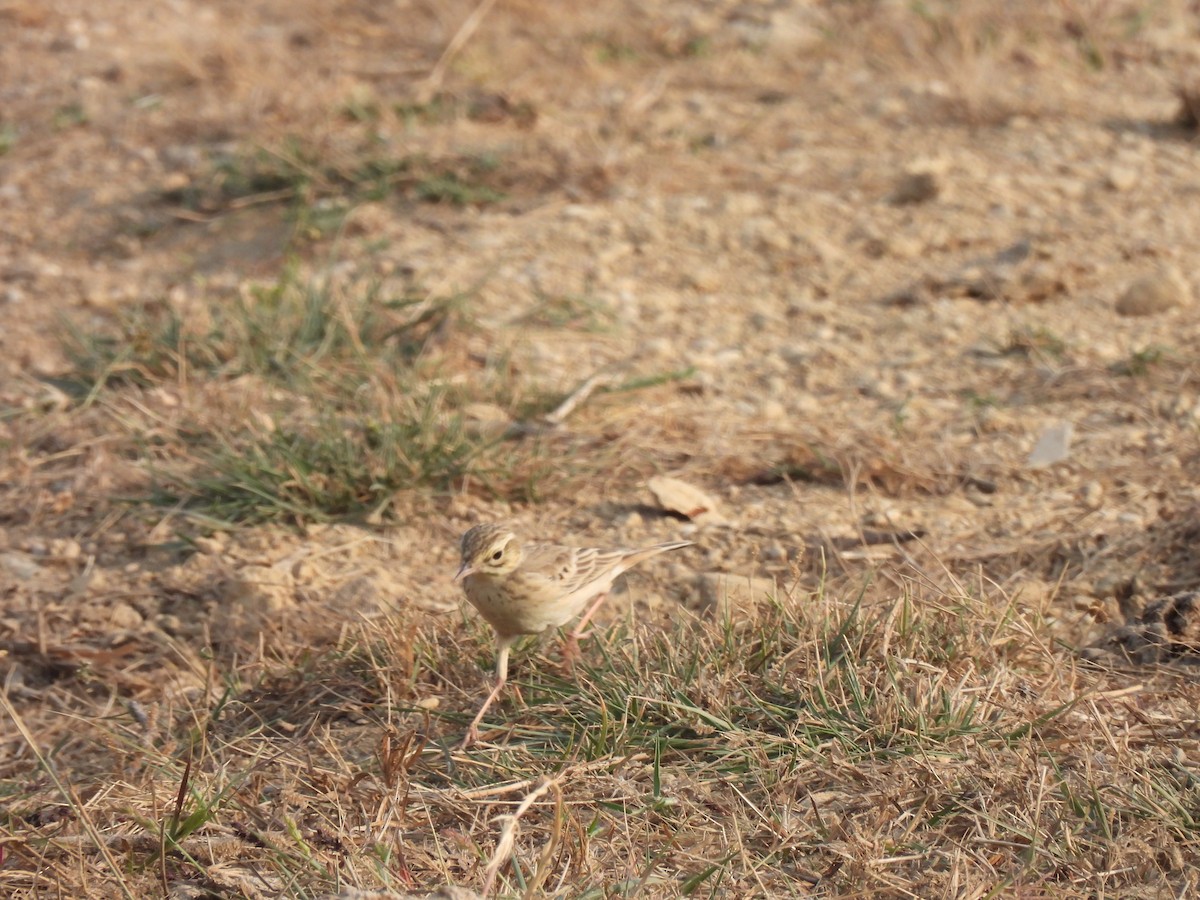 Paddyfield Pipit - ML649127315