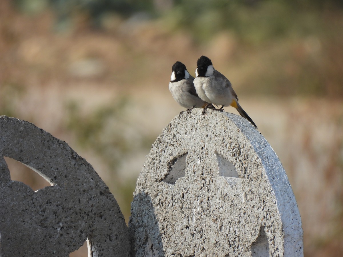 White-eared Bulbul - ML649127415