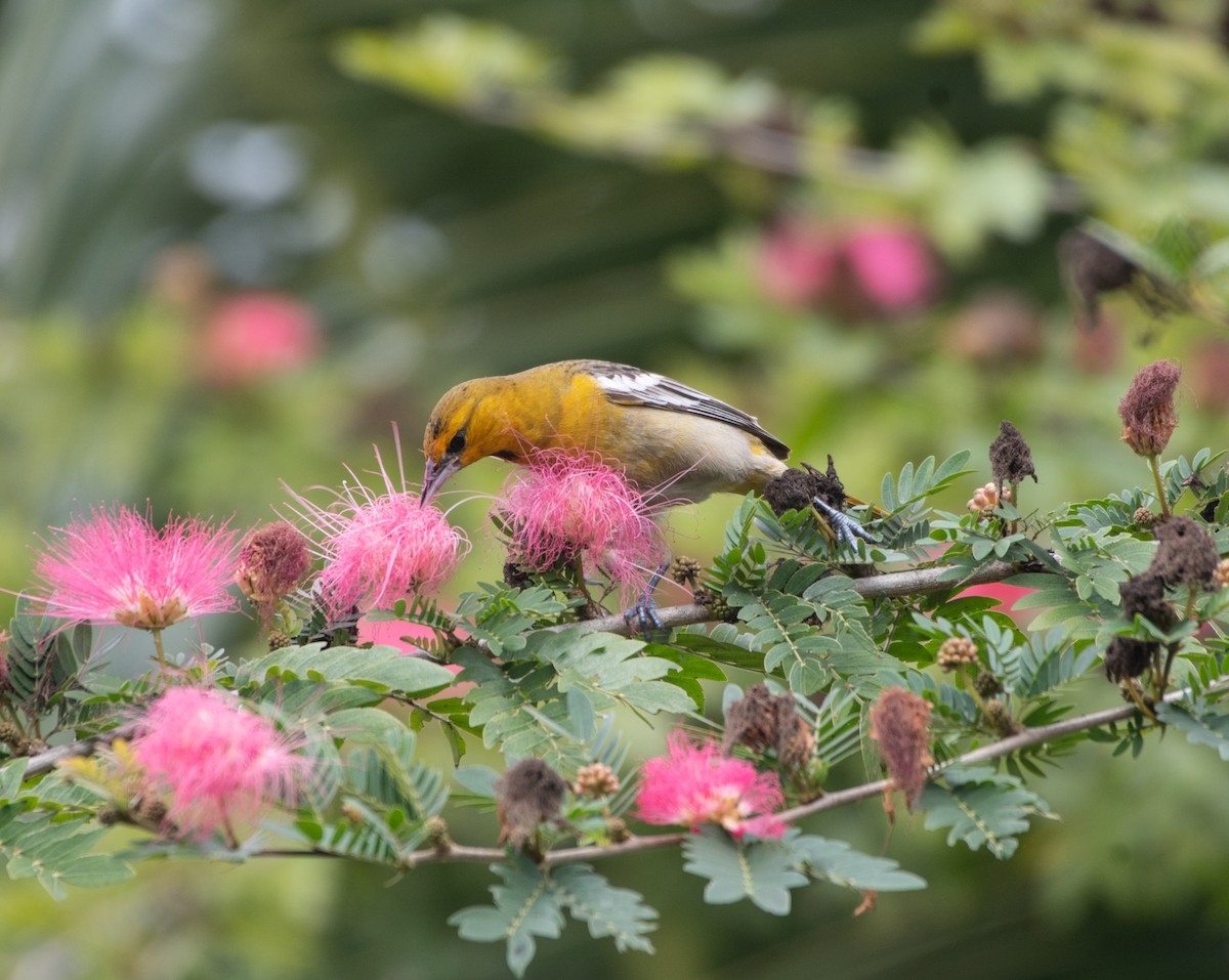 Bullock's Oriole - ML649127476