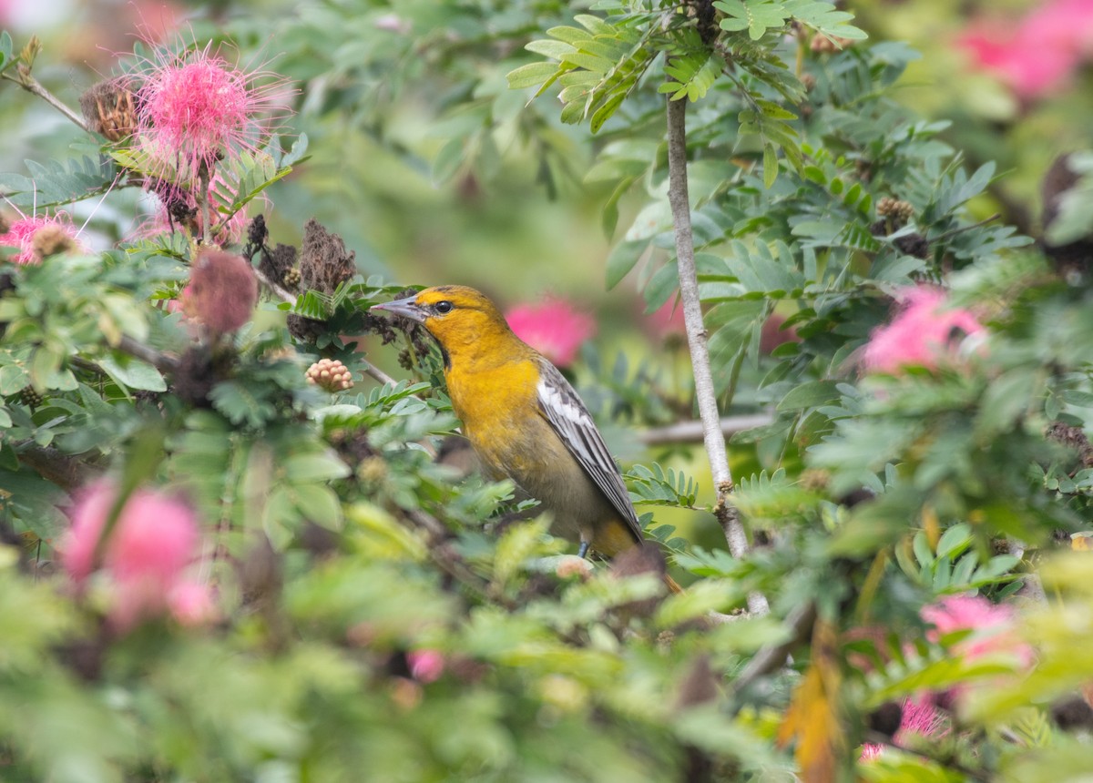 Bullock's Oriole - ML649127477