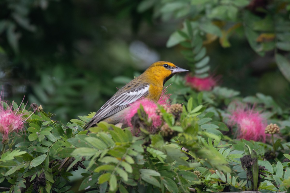 Bullock's Oriole - ML649127478