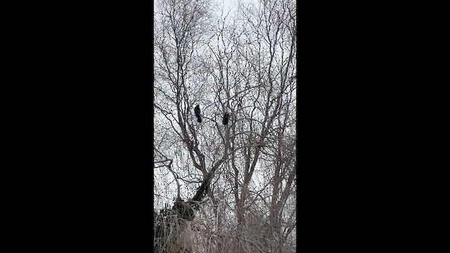 Pygmy Cormorant - ML649127654