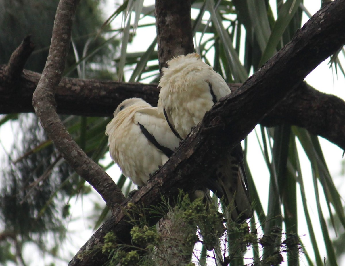 Torresian Imperial-Pigeon - ML649127672
