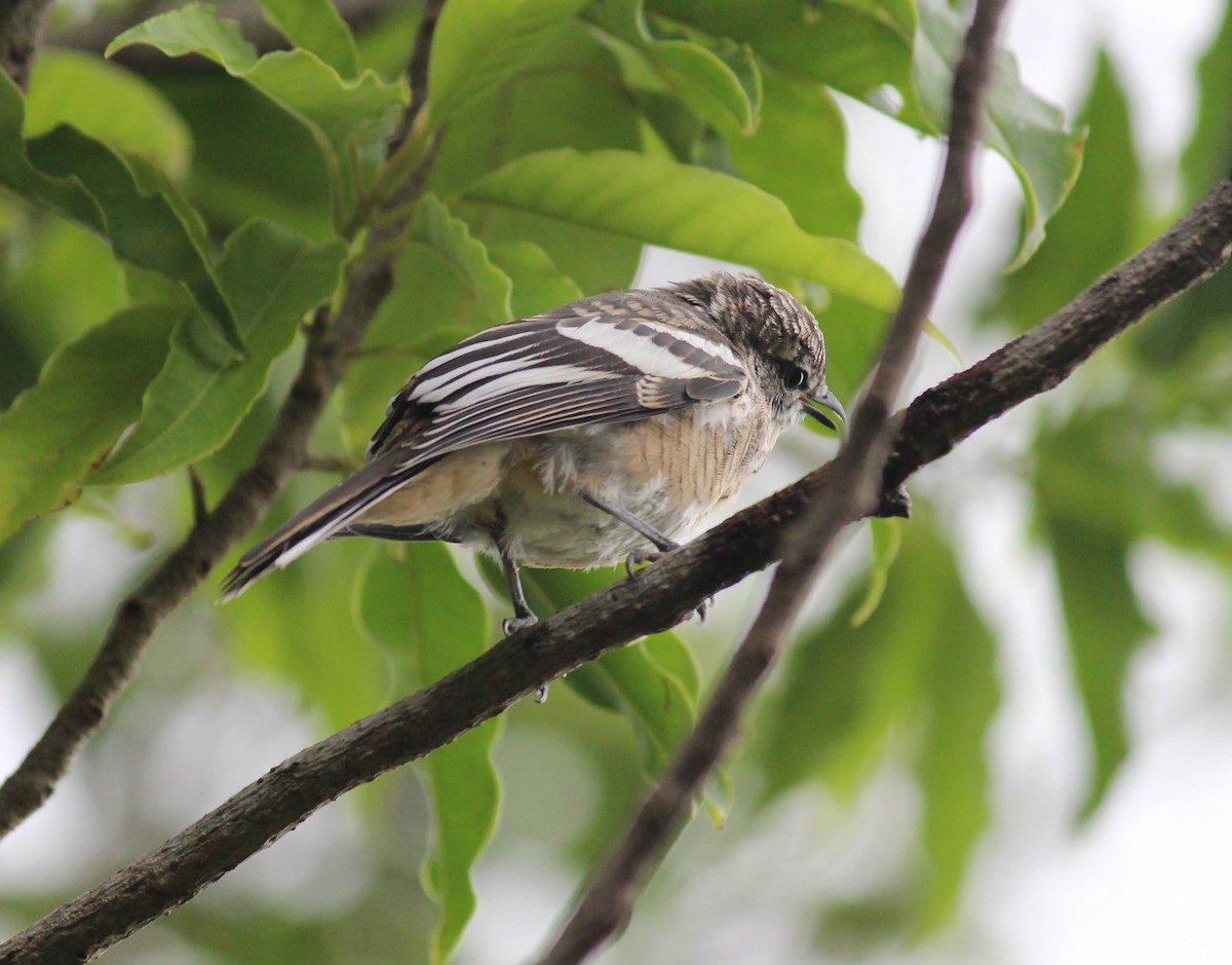 Varied Triller - ML649127678