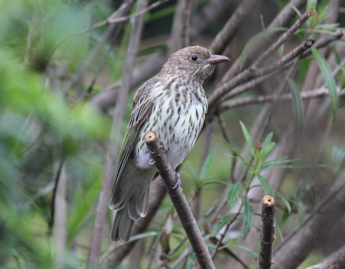 Australasian Figbird - ML649127684