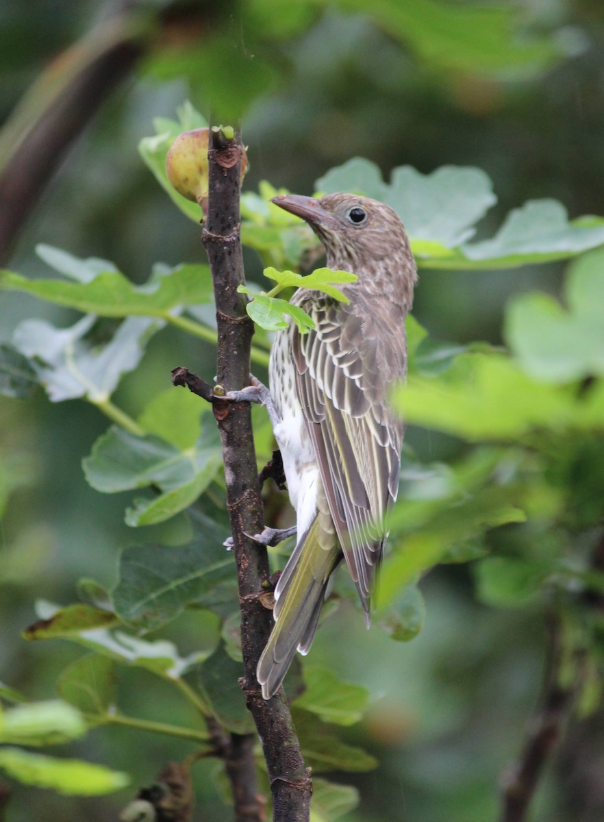 Australasian Figbird - ML649127685